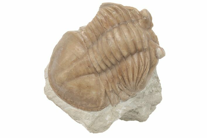 D Asaphus Plautini Trilobite Fossil - Russia #200411